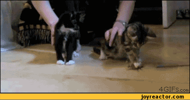 gif-b-cats-chuck-norris-237941.gif