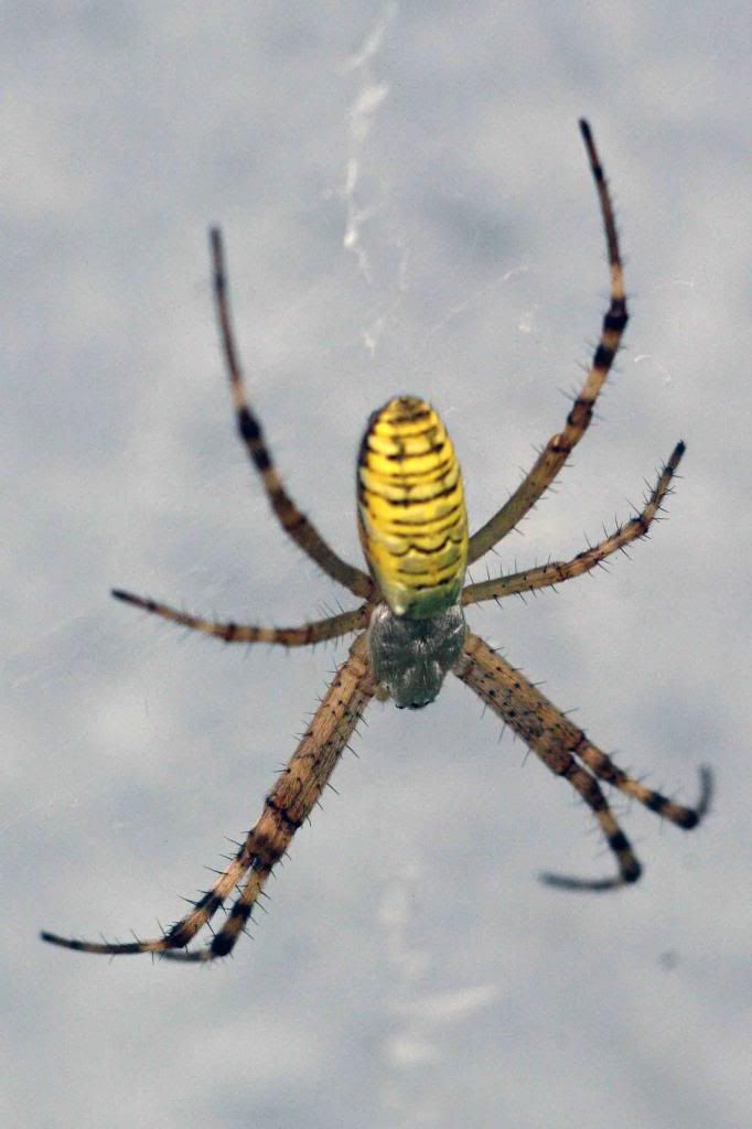 Wespenspinneklein_zpsc01ce164.jpg