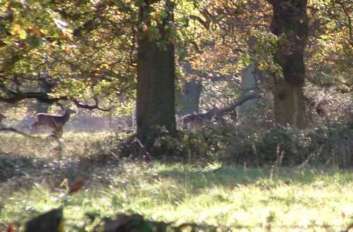 deer.jpg