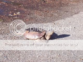 snapturtle002.jpg