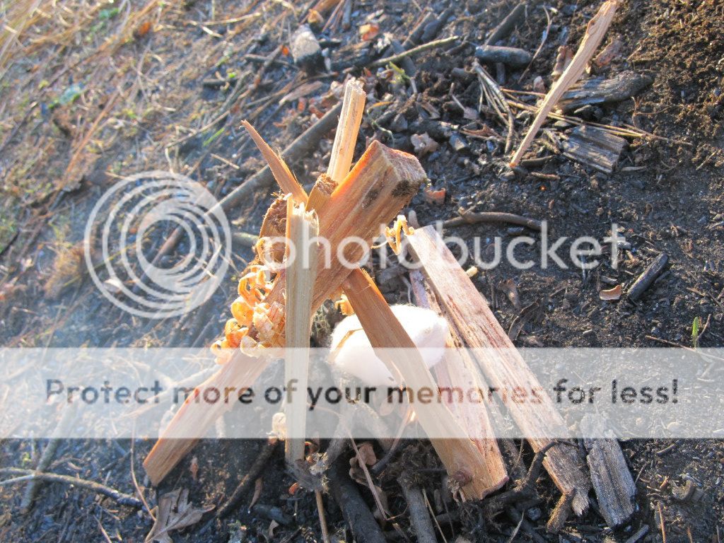 Cottonfatwood1.jpg