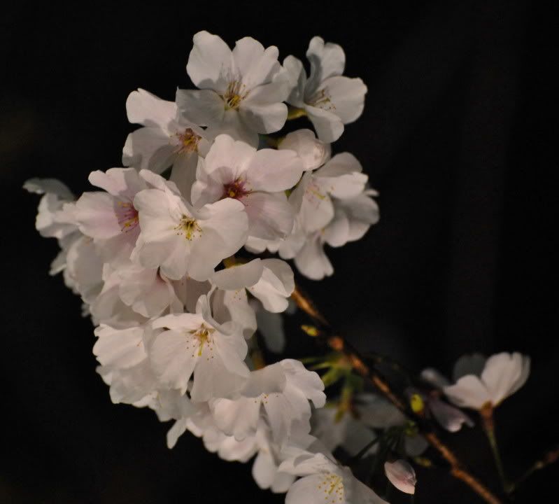 DSC_0262.jpg