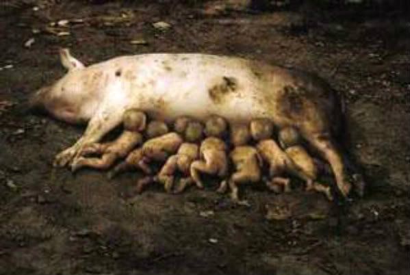 pig-1.jpg