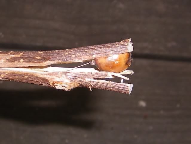 fig4026.jpg
