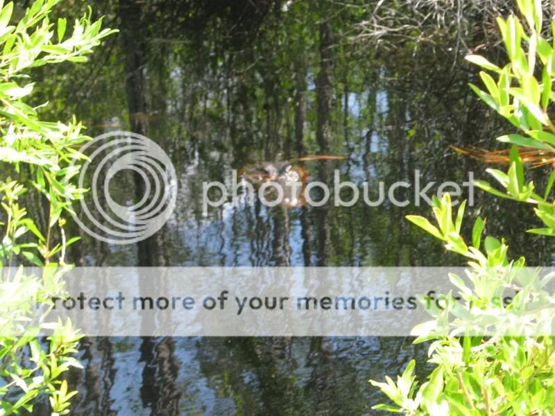 Okeefenokee019.jpg