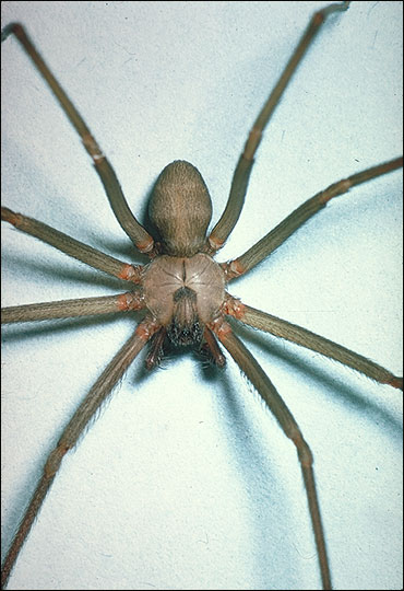 brownrecluse02-vi.jpg