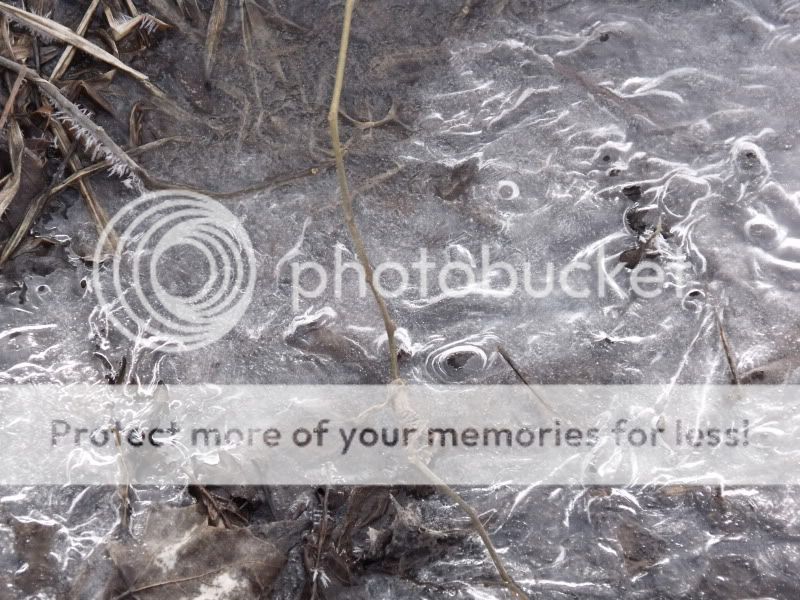 Febweekendsnowshoeing011.jpg