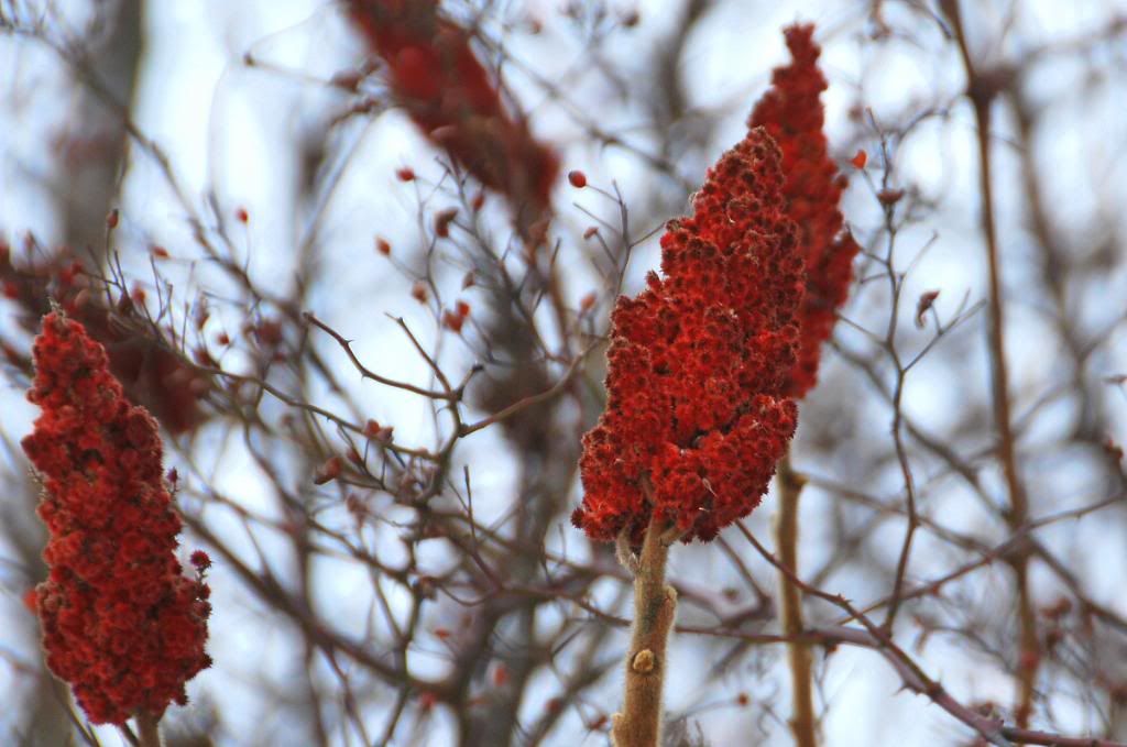 DSC_0003-1-2.jpg