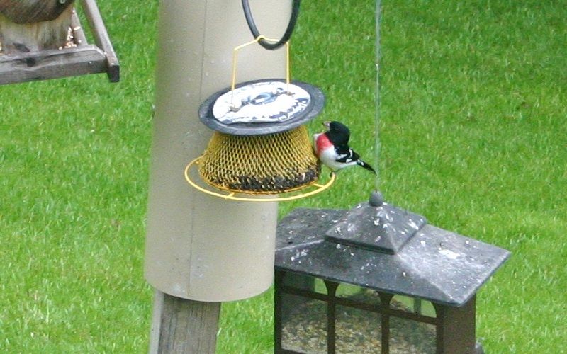 Rose-BreastedGrosbeak07_zps1d8634b5.jpg