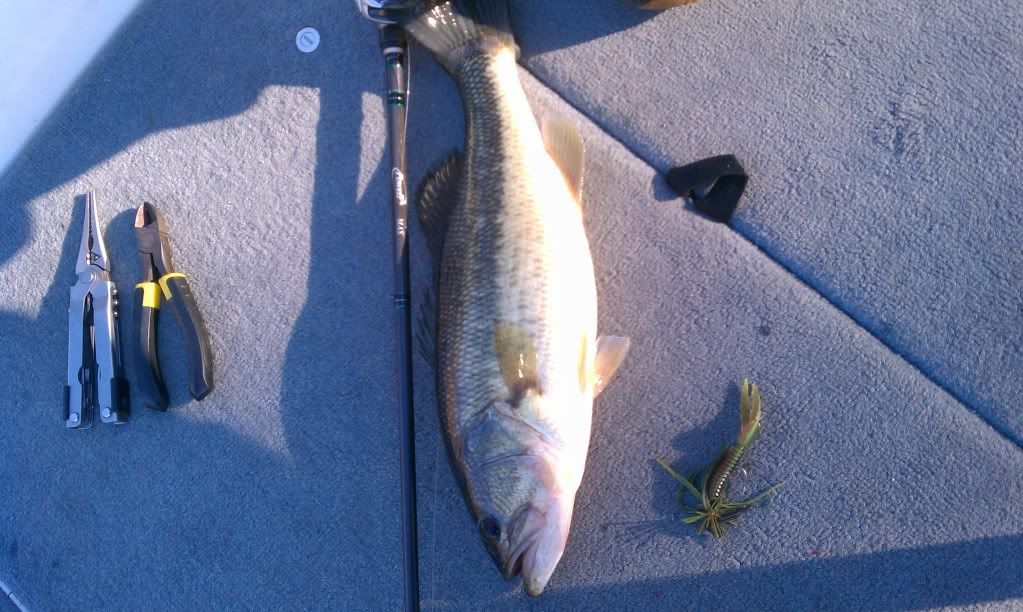 largemouthfranklinkeylime.jpg