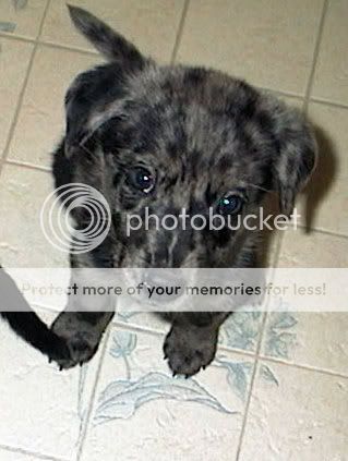 puppies-1.jpg
