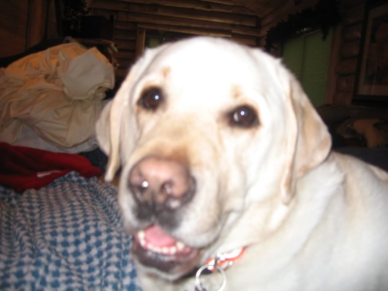c-dog.jpg