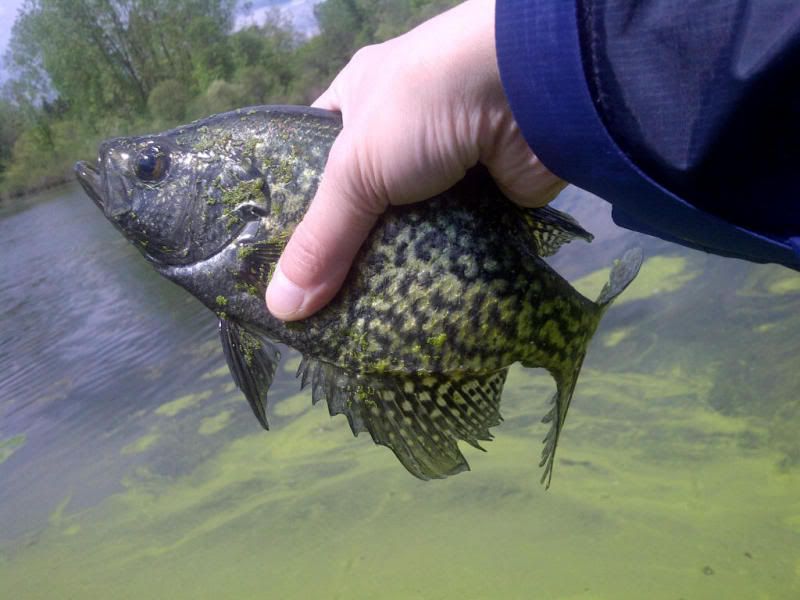 Crappie.jpg
