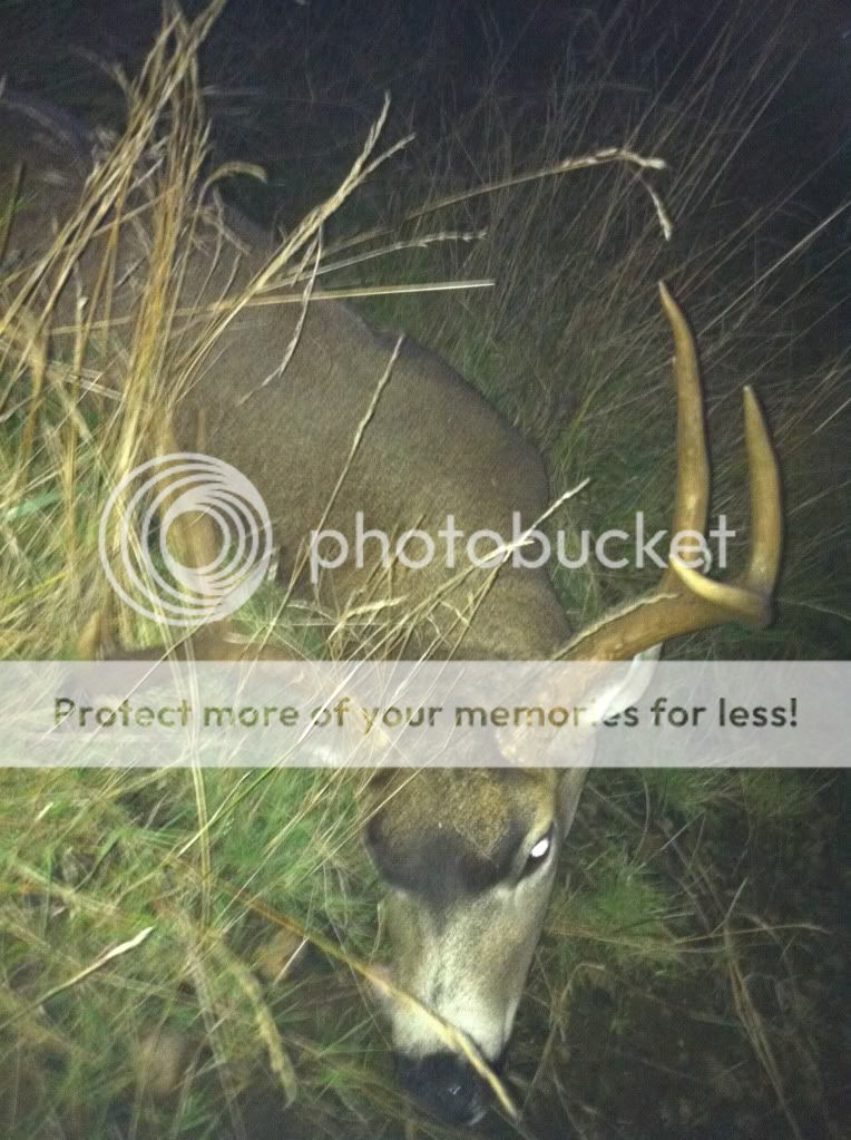 Deer.jpg