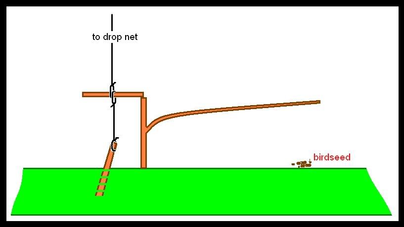 wishbonetrapfordropnet.jpg