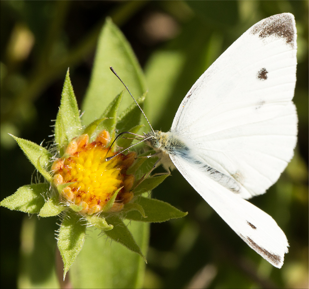 macro-3.jpg