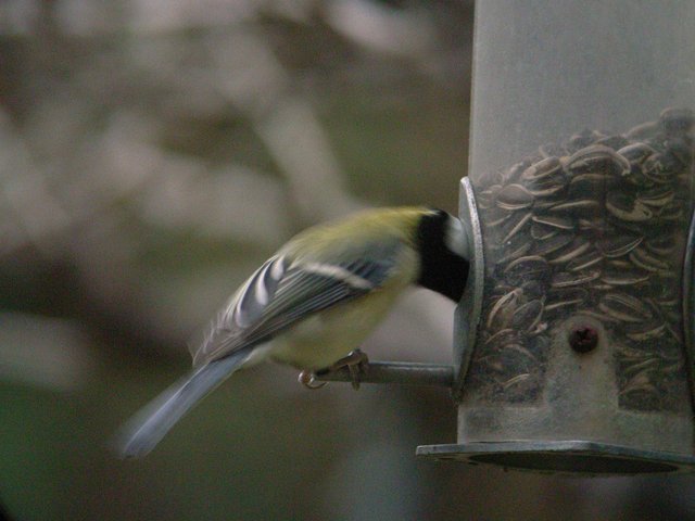 2009.11.19.r0019356.jpg