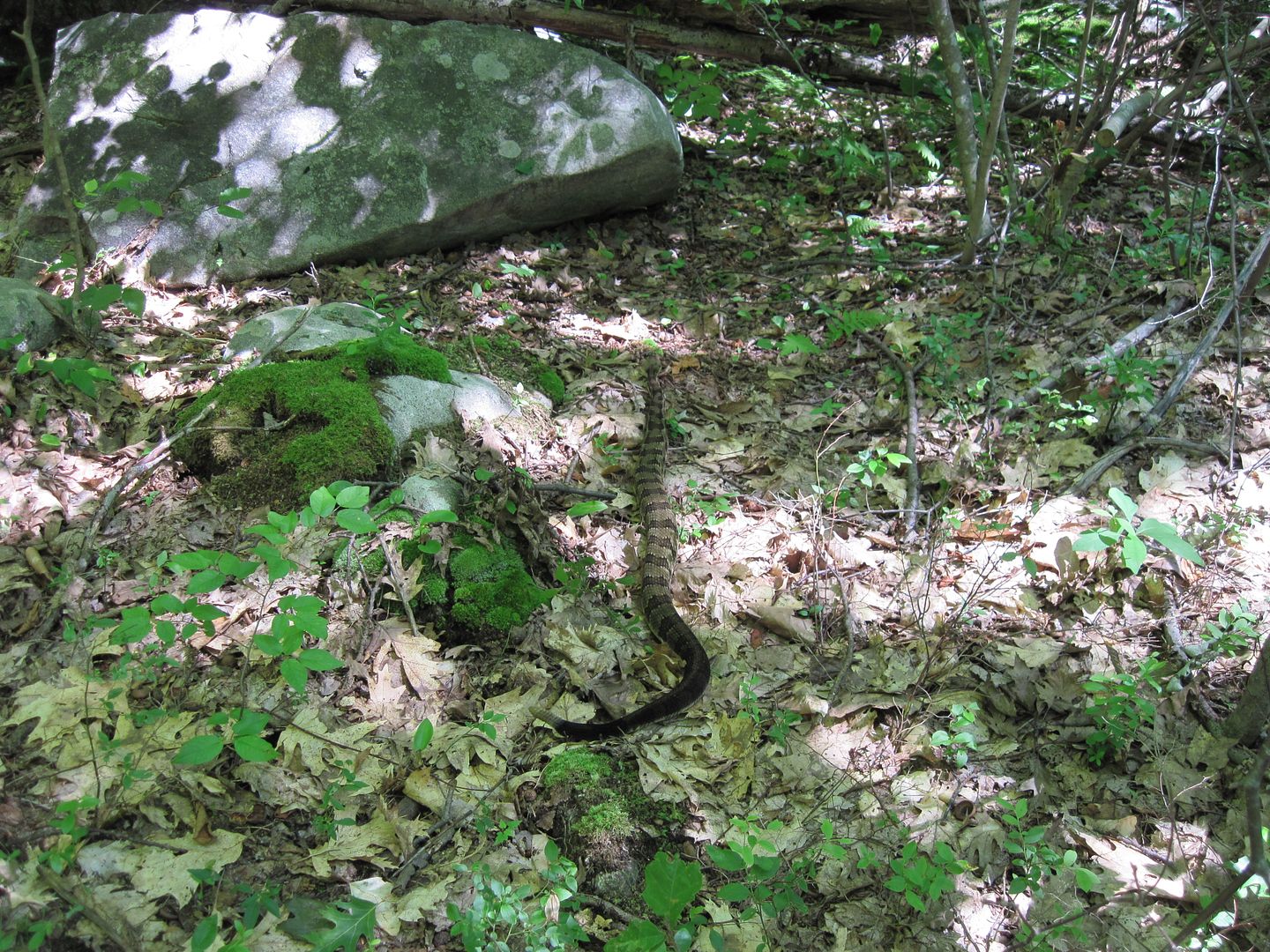 IMG_6456.jpg