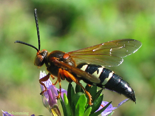 cicada_killer_03_med.jpg