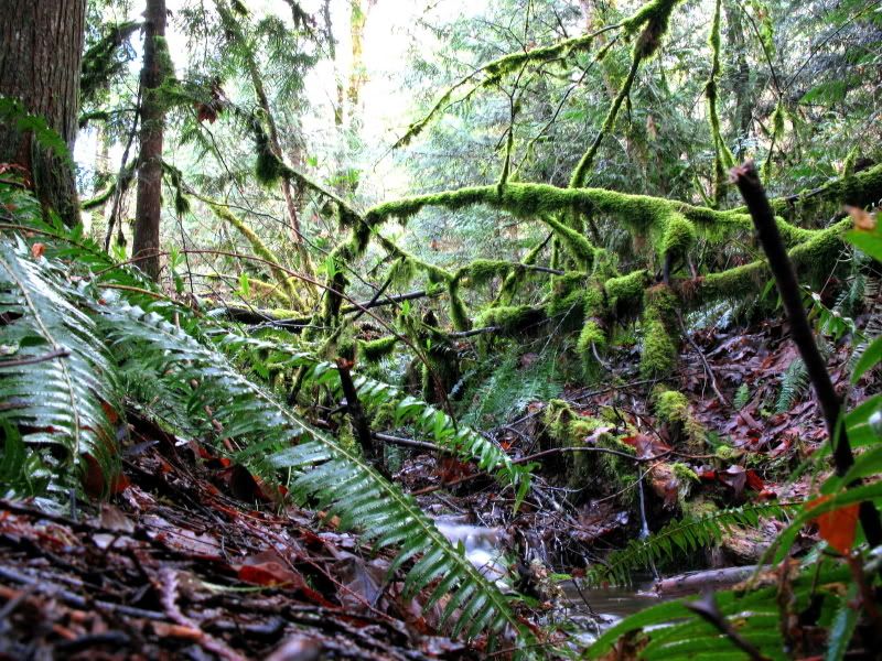 creek_1.jpg