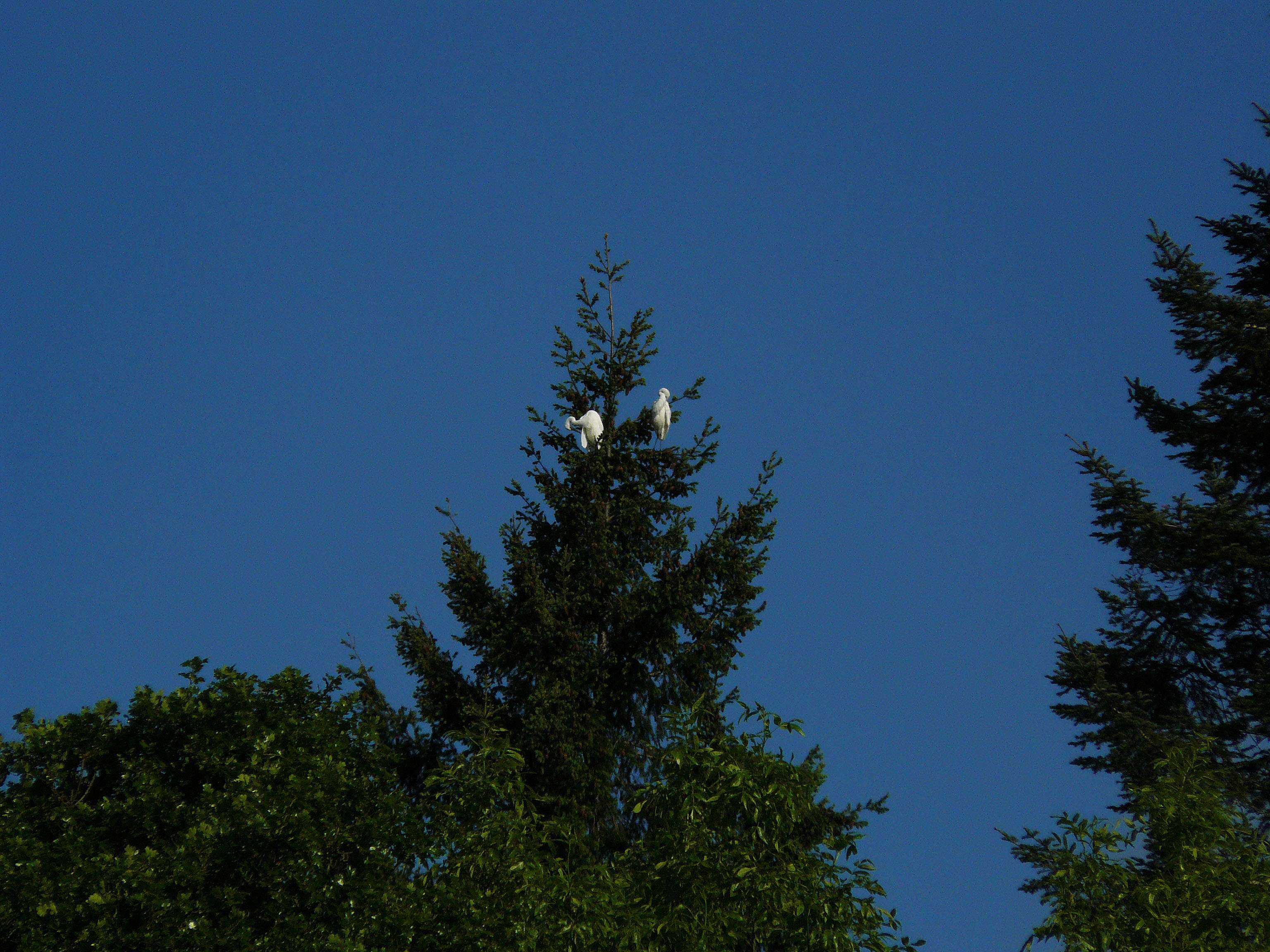snowyegretsdouglasfir20.jpg