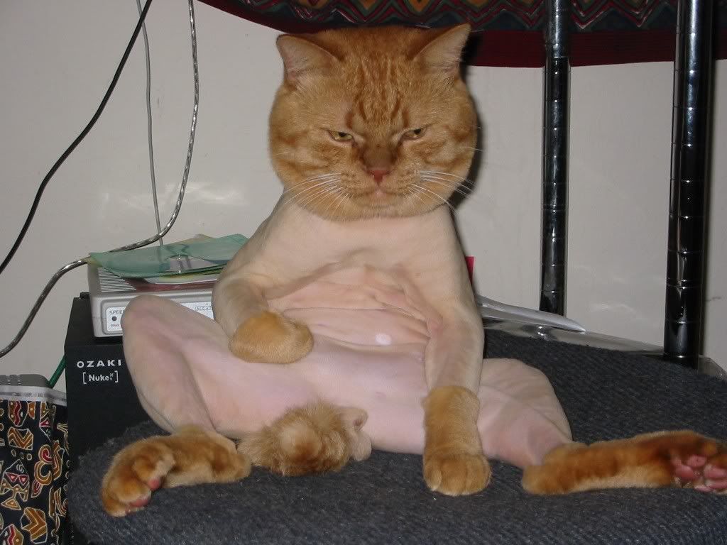 shaved20cat.jpg