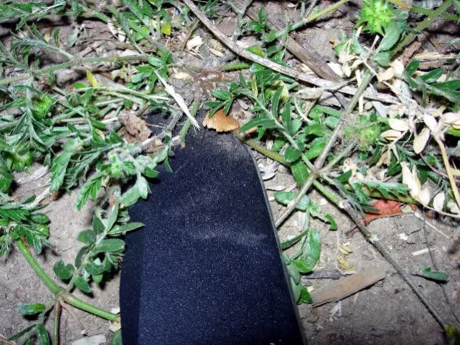 kabarpunctuevine3.jpg