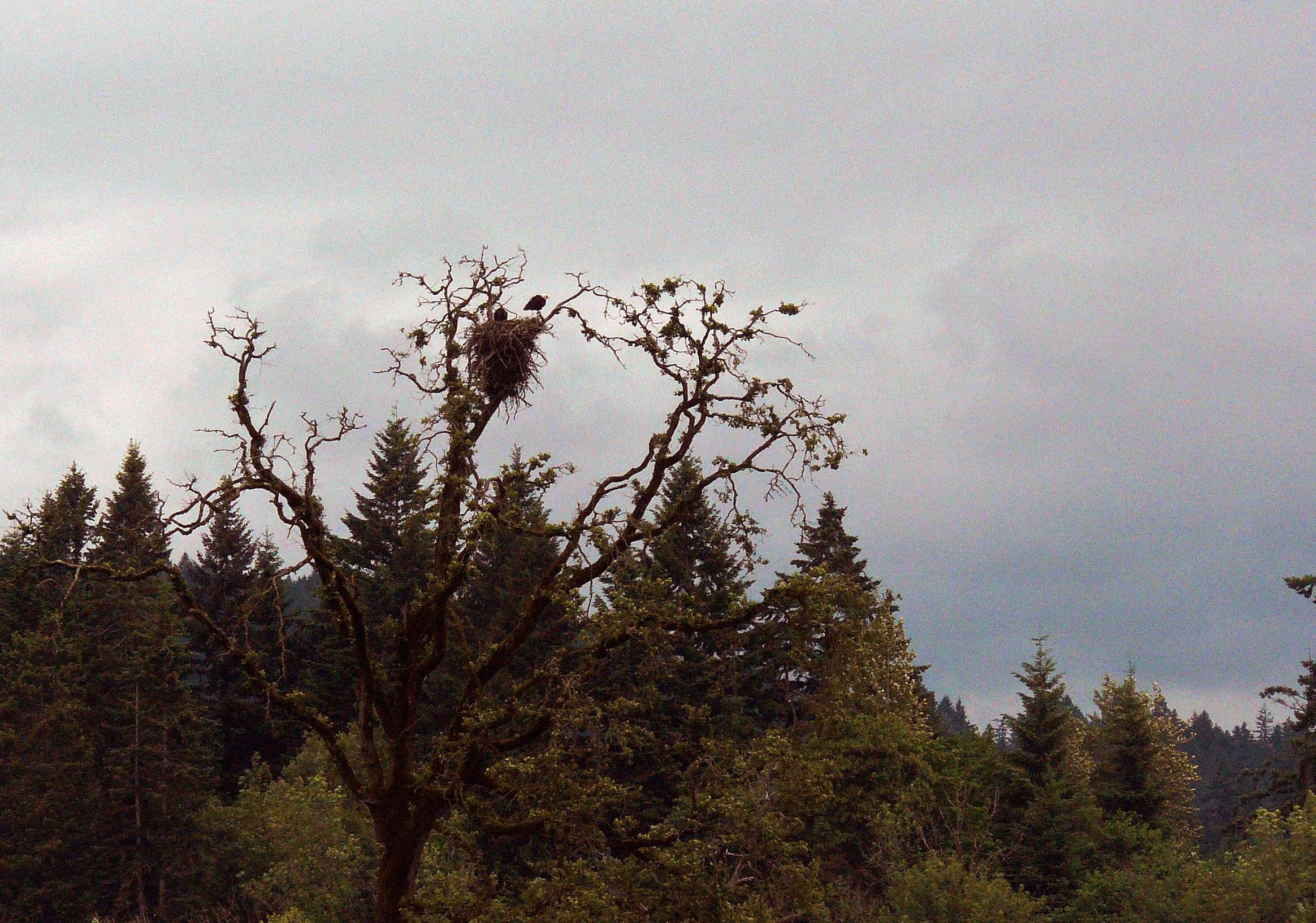 baldeaglesnest.jpg