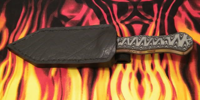 gladiussheath1.jpg
