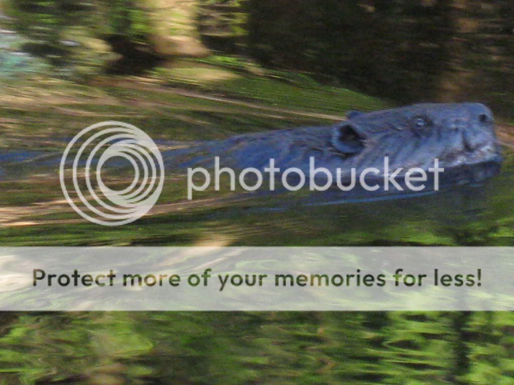 IMG_1131.jpg