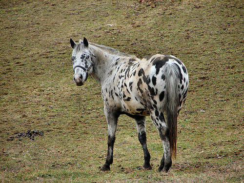 appaloosa-2.jpg
