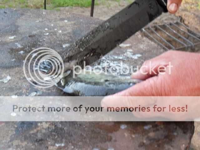 SDC11107.jpg