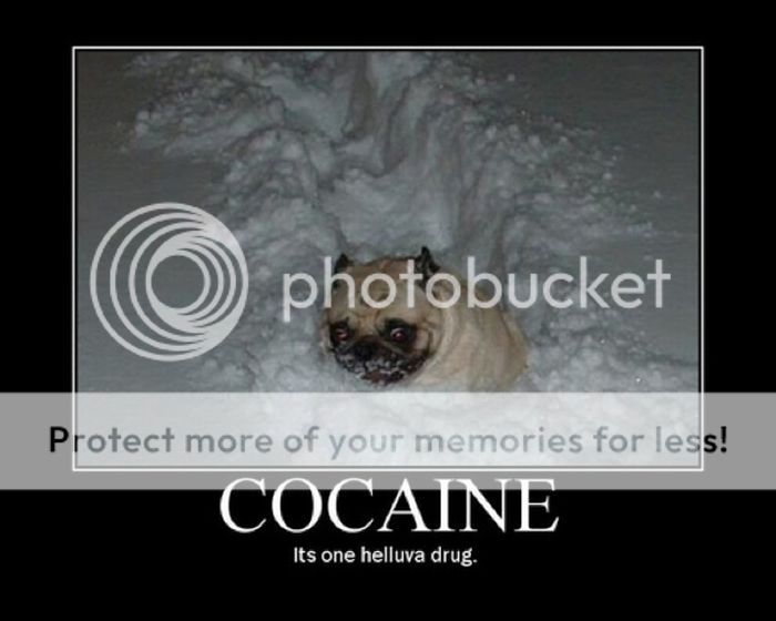 Funny-captions-part3-cocaine-animals13.jpg