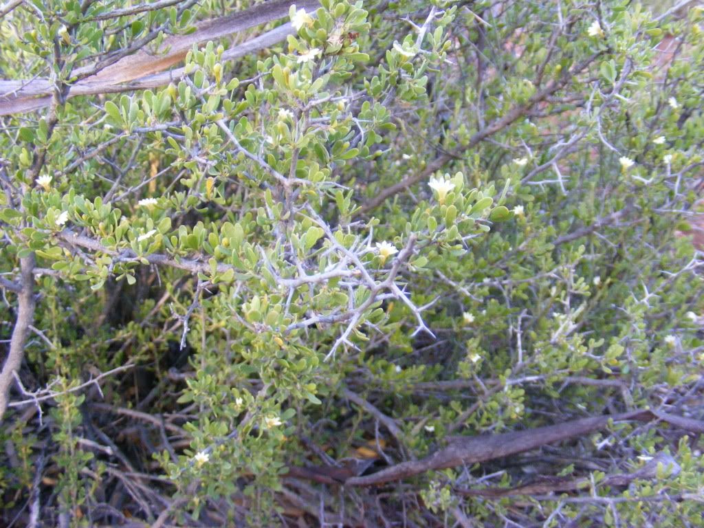 DSCF2045.jpg