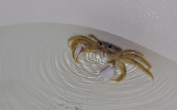 crab1.jpg