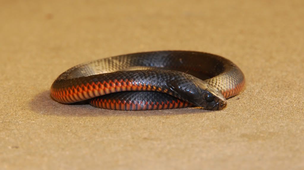 RBBlackSnake1.jpg