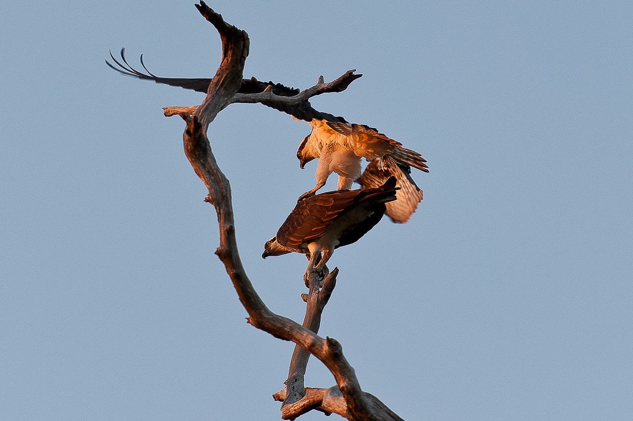 Osprey%20Mating-1-X2.jpg