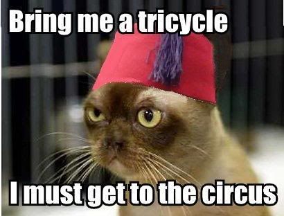 shrinercat.jpg