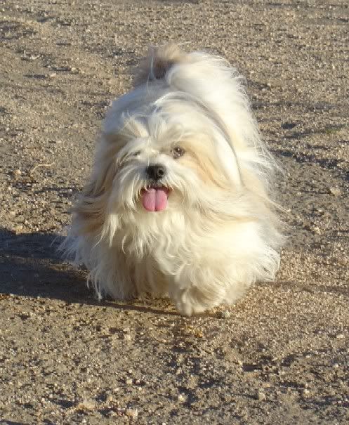 Willy120905.jpg