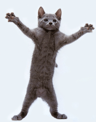 cat_zps60c2bc08.gif