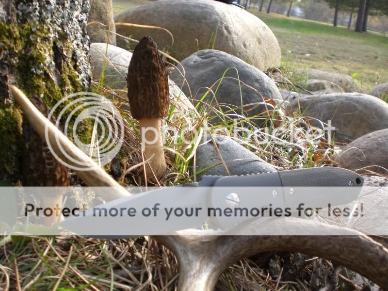 mushroomknives5-10-08022.jpg