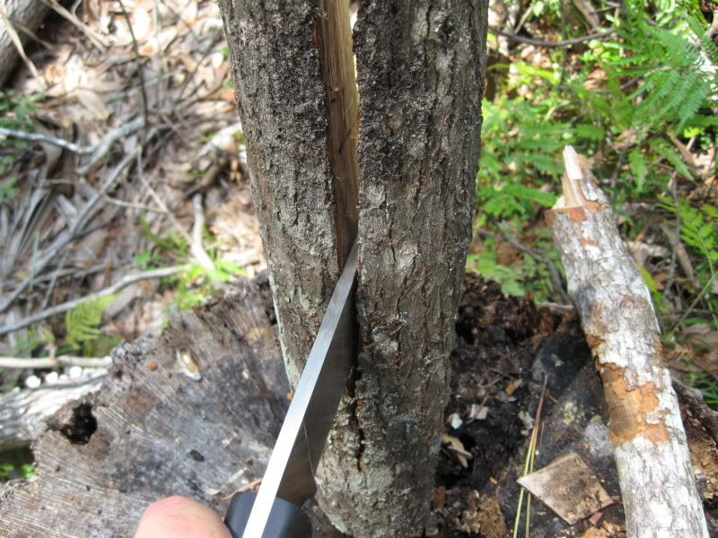 Browning019.jpg