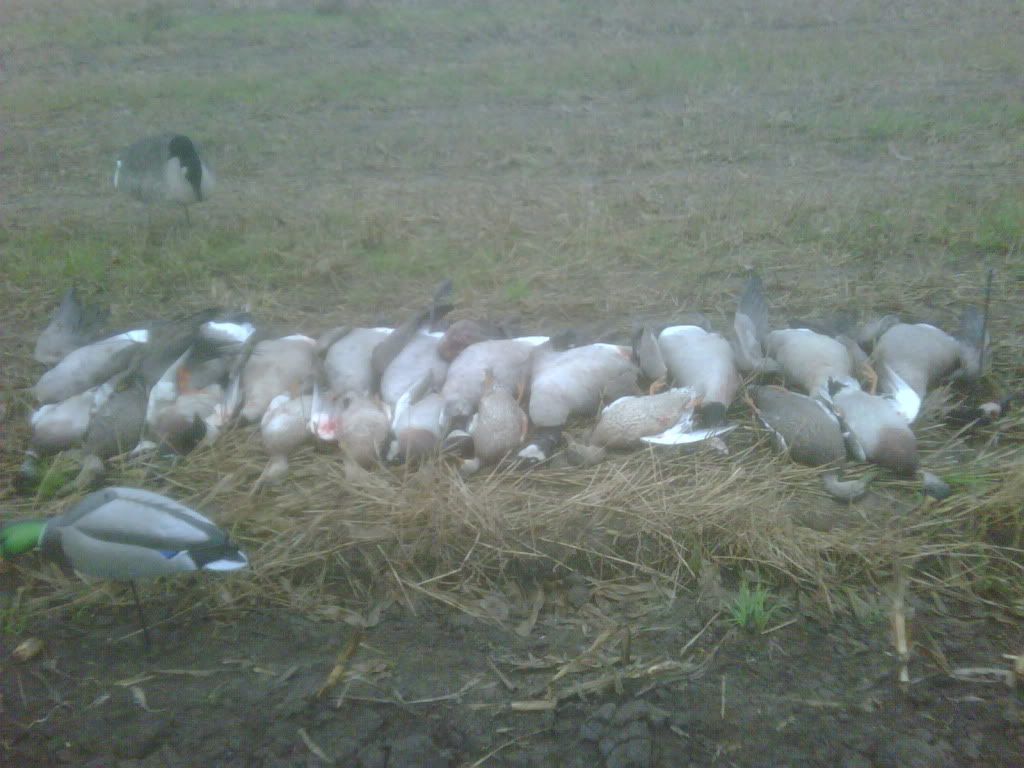 DuckandGeeseOct2010.jpg