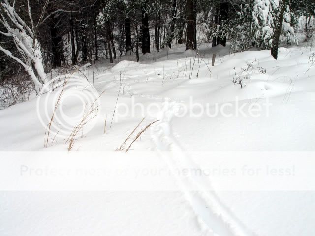 DSC08415.jpg