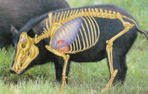 hog_anatomy_2.jpg