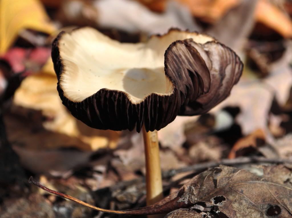 DSC_4252.jpg