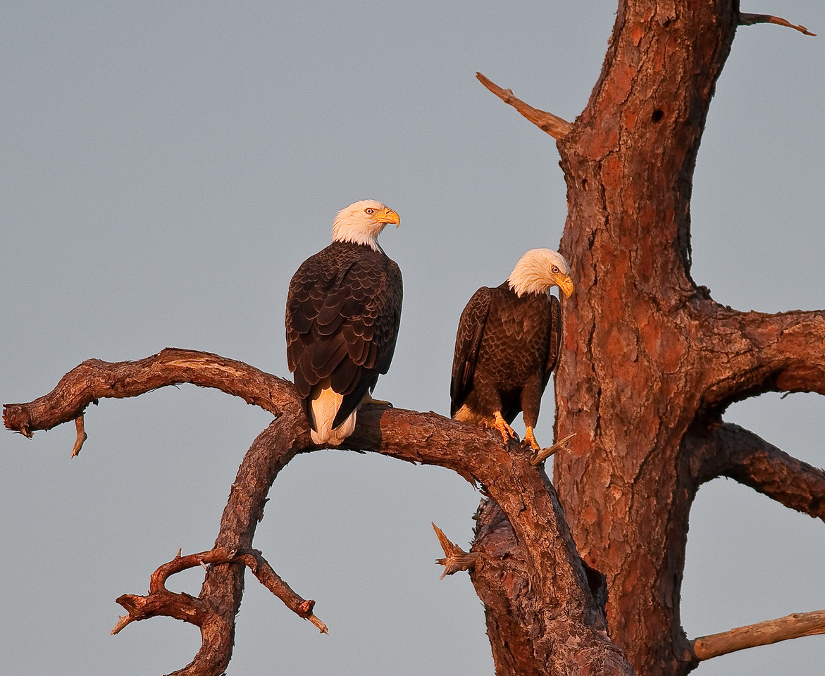 Eagles-1-X2.jpg