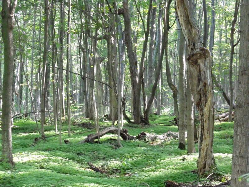 DSCF1009.jpg