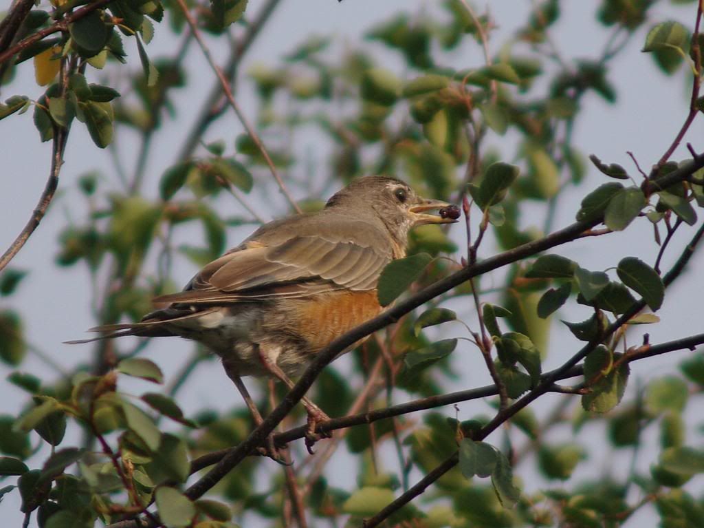 AmericanRobin_zpsabaedf45.jpg