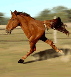 quarter-horse.gif
